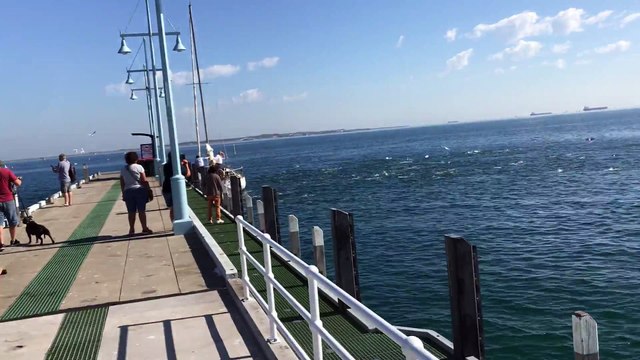 Des milliers de saumons se retrouvent à Perth en Australie