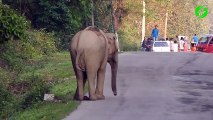 Quand un éléphant se met à jouer au foot au milieu de la route
