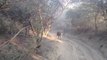 Un tigre prend en chasse des touristes en 4x4 dans le Ranthambore National Park - inde