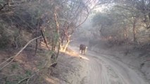 Un tigre prend en chasse des touristes en 4x4 dans le Ranthambore National Park - inde