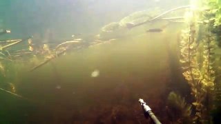 Подводная охота на любимом озере | Не плохая щука (сентябрь new)