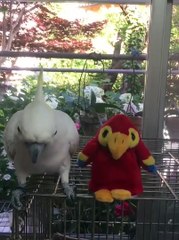 Une peluche imite un perroquet et celui-ci finit par en avoir assez