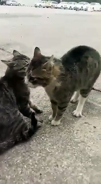 Kedi kavgasına güzel kalpli insanın ilginç çözümü?