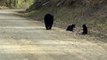 Mama Black Bear Walks with Cubs Along Road