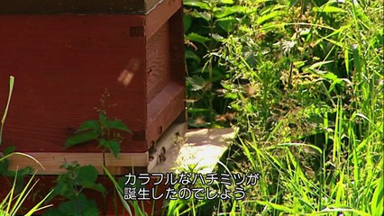 自然のいたずら #07 「虹色のハチミツ」