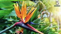 Top 5 Facts About Birds of Paradise Flower