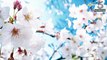 Top 5 Facts About Cherry Blossoms Flower