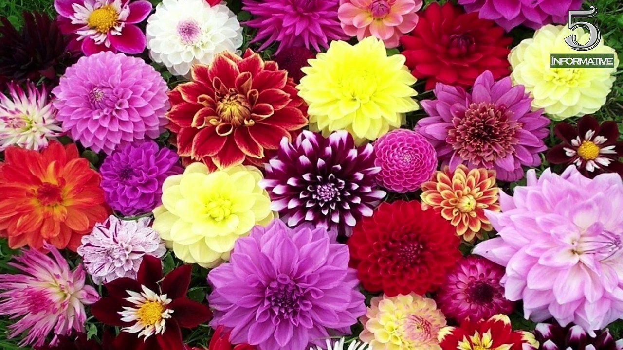 Top 5 Facts About Dahlias Flower