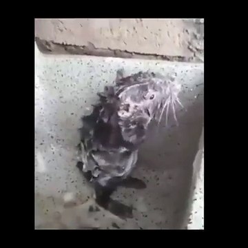 İnsan gibi yıkanan fare!