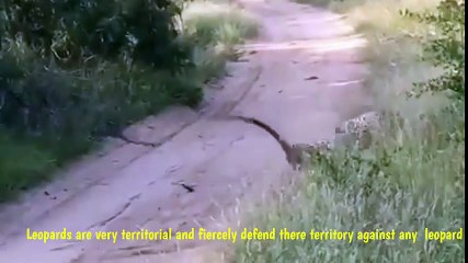 Powerful leopard catches a young buffalo.