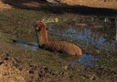 Sydney Firefighters Rescue Pet Alpaca From Mud