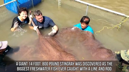 Abnormally Large Animals That Are Actually Real