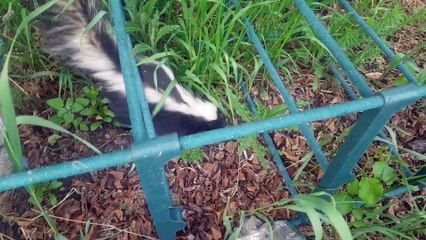 Skunk Scare Slow Motion