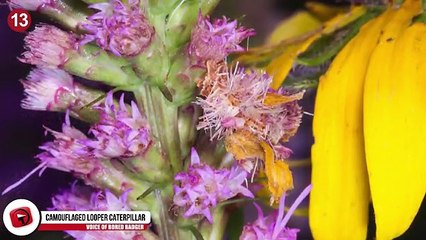 16 Animals With Incredible Camouflage Strategies