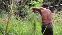 The way to living And Finding Food in the Forest, Primitive Fishing and Cooking