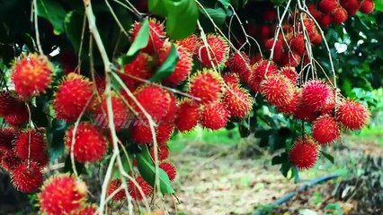 Halo Sài Gòn - VIETNAM TOURISM