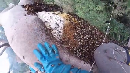 Find bees in Land - Eating sweet Honey delicious