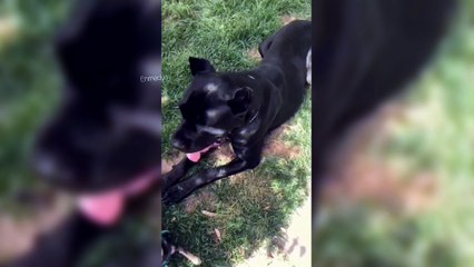 Samet Liçina "Dolar Düşünce Biz!" Çok Eğlendi! | Samet Liçina'nın İnstagram Hikayesi #Enmedya