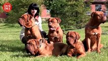 10 Razas De Perros Más Grandes Del Mundo
