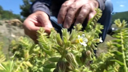 ‘Bağ havacivası’ adlı bitki yaklaşık 130 yıl sonra yeniden bulunarak kayıt altına alındı