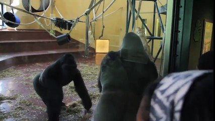GORILLA FIGHT AT THE PHILADELPHIA ZOO