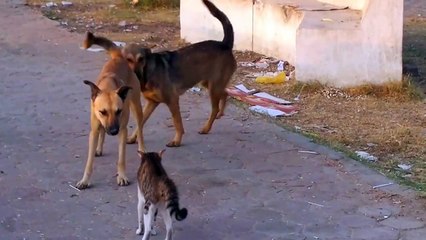 Kung FU CAT HITS 2 Dogs Upon The Air