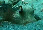 Googly-Eyed Octopus Plays Peekaboo With Diver