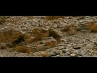 Les animaux amoureux : Bande Annonce