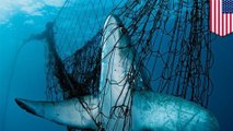 Shocking shark video prompts calls for banning drift nets