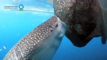 Whale shark sucks fish out of hole in fishing net (Conservation International CI)