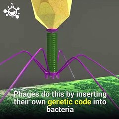 Meet the virus that infects and replicates within Bacteria