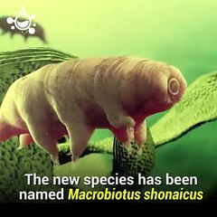 New species of tardigrade, world's toughest animal, has been discovered in Japan