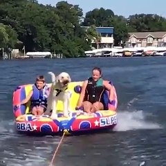 These dogs on boats are hilarious!