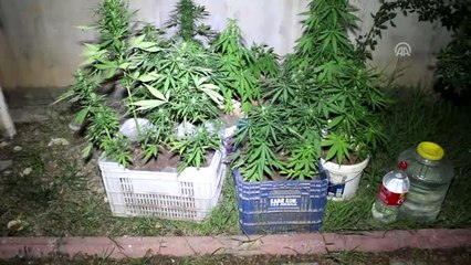 Kamyonette Saksılara Ekili Hint Keneviri Ele Geçirildi