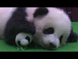 Bayi Panda Dikenalkan ke Publik NET5