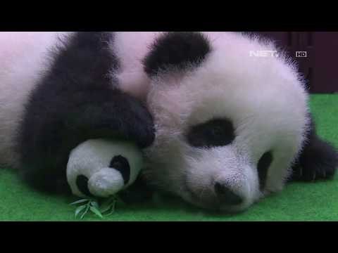 Bayi Panda Dikenalkan ke Publik NET5