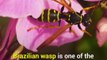 Wasp's venom kills cancer cells without harming normal cells
