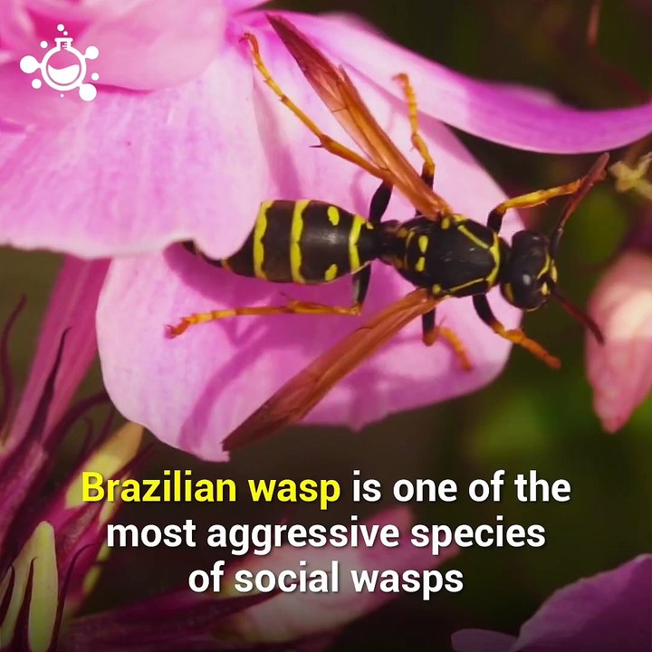 Wasp's venom kills cancer cells without harming normal cells