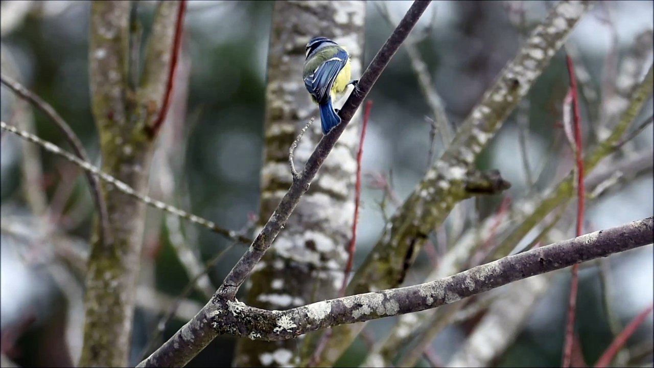 Mesange bleue