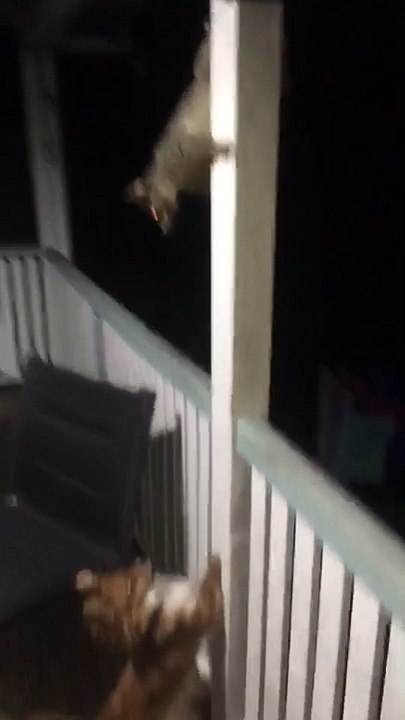 Chien vs Opossum
