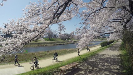 벚꽃 : 카모가와 1｜Cherry Blossom : Kamogawa River 1｜桜 : 鴨川 1