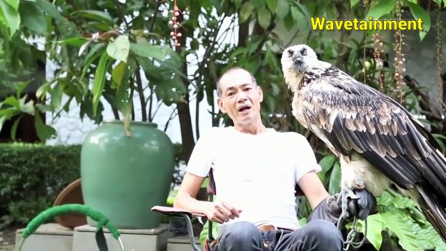 World's top 10 amazing animals /amazing facts