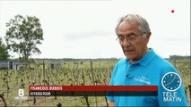 Intempéries : près de 3 000 viticulteurs du Bordelais ont tout perdu