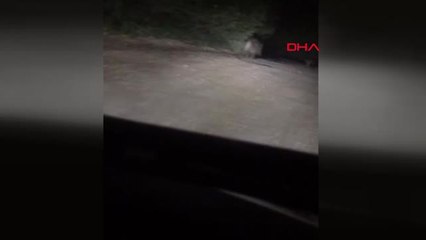 Bolu'da Domuz Sürüsü Amatör Kamerada