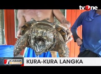 Heboh Penemuan Kura-kura Langka yang Menyeramkan