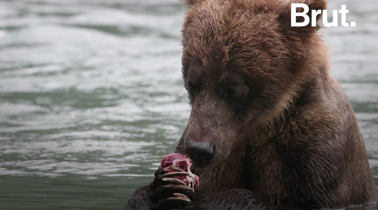 Bacon et donuts pour appâter les ours : la chasse selon Trump