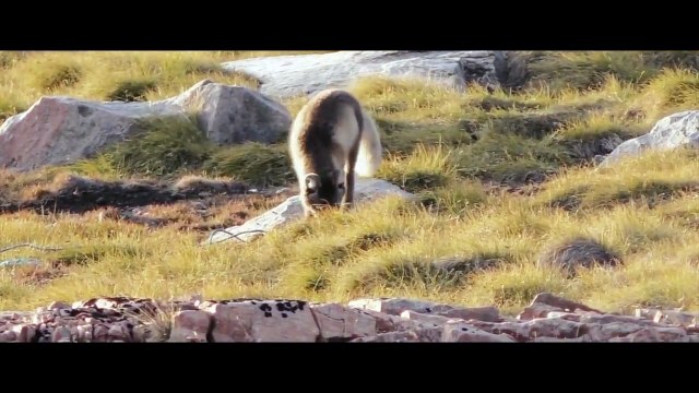 Les renards polaires par Florian Ledoux