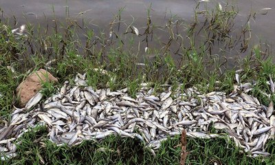 Siverek'teki baraj gölünde balıklar kıyıya vurdu