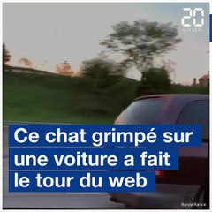 Un chat sur le toit d'une voiture lancée sur l'autoroute fait le tour du web