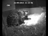 London Zoo welcomes first tiger cub in 17 years